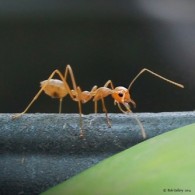 Ant