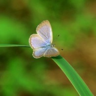 little butterfly