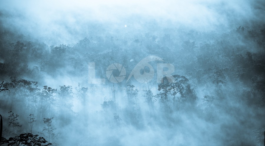 Fog and Forest