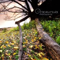 forest in the beach