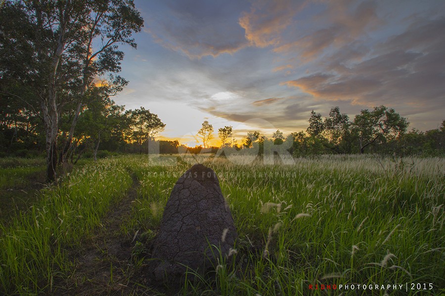 " Senja Di Taman Nasional Wasur "