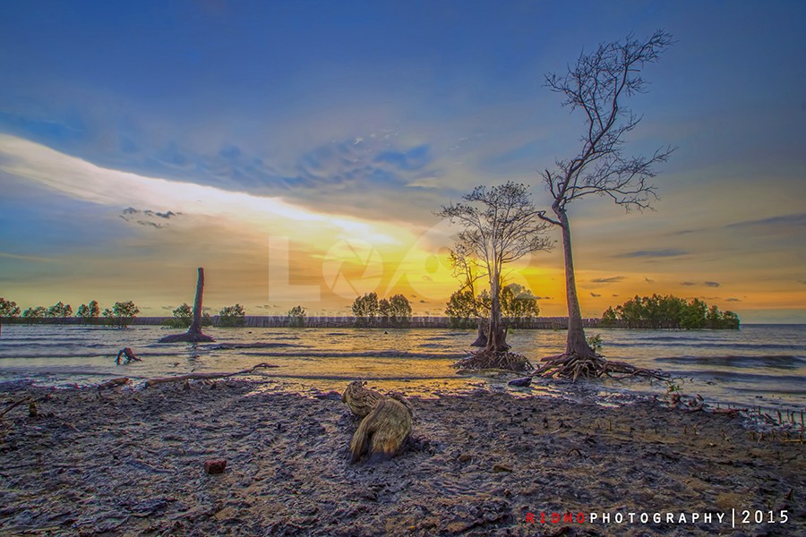 " Hanya Pohon Kering "