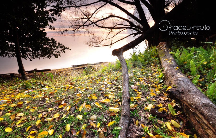 forest in the beach