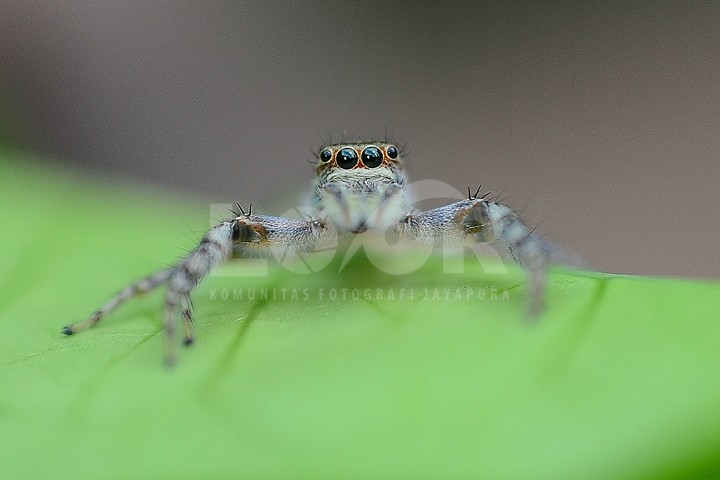 SPIDER